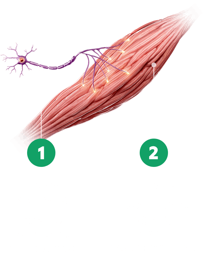 Motor unit showing the motor neuron transmitting a signal to the muscle