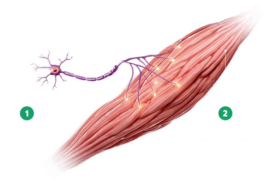 Motor unit showing the motor neurons transmitting a signal to the muscle